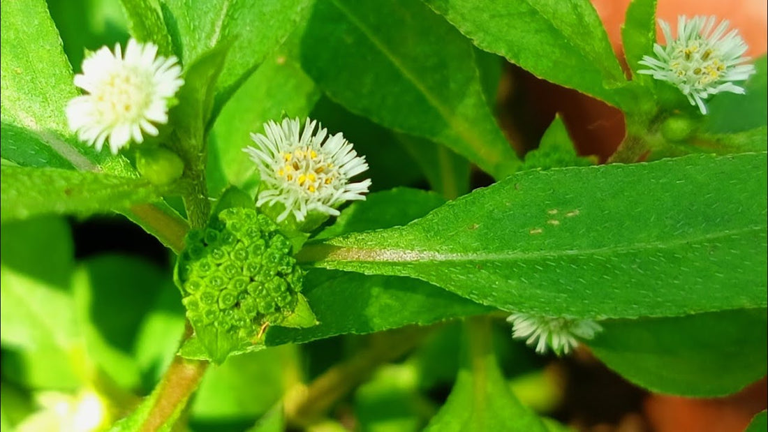 Bhringraj – The Growth Stimulator