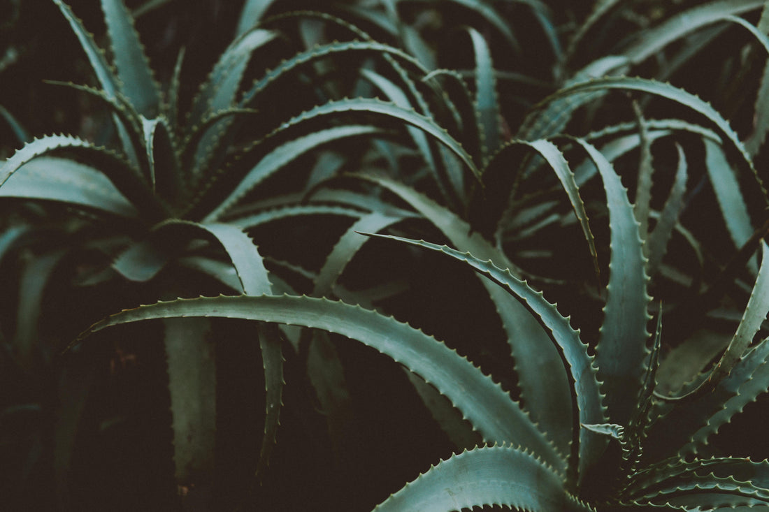 Aloe Vera – The Scalp Soother