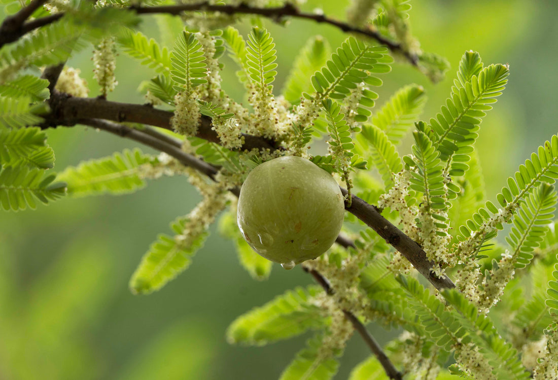 Amla – The Strength Giver